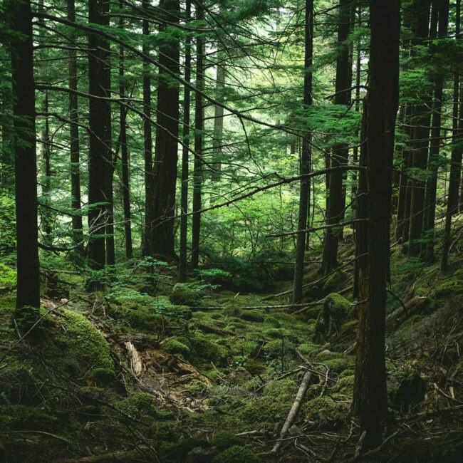 Everwood